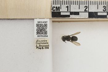 Media type: image;   Entomology 791056 Aspect: Labels